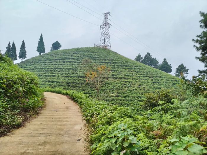 聚焦：总投资超500万元！清镇市首条碾茶生产线来了
