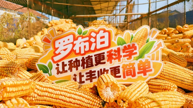 深耕黑土沃野，亩产2048斤！“罗布泊”系列产品玉米示范田亮出丰收“成绩单”
